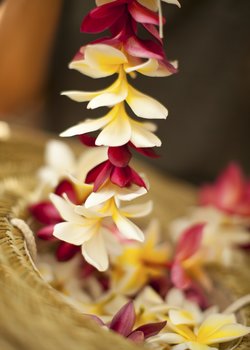 Plumeria lei Plumeria lei