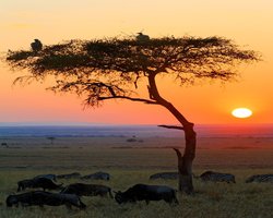 African safari